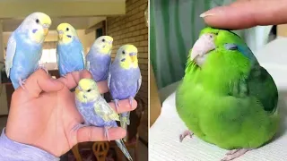 Smart And Funny Parrots Parrot Talking Videos Compilation (2023) - Cute Birds #38