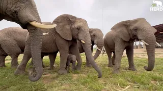 An Incredible, Chaotic Introduction for Phabeni & All the Elephants in the Herd!