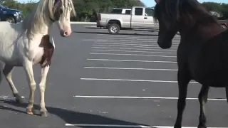 Horse Fight in Assateague MD