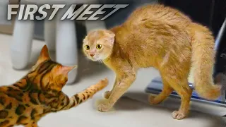 How to Introduce New Kittens to Cat when First meetㅣDino cat
