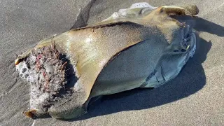 Seaside Aquarium returns skates to the ocean after incubating stranded egg casing