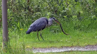 Heron with Eel