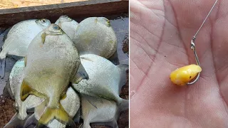 Como pesca muitos pacu, assim você não perde nenhuma fisgada. vida no mato