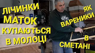 Гарні матки = здорові сім'ї!!! #пчеловодствов6тирамочныхульях