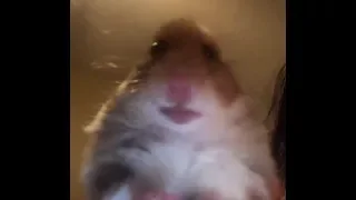 Staring Hamster