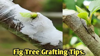 Amazing Grafting Fruit Tree / Never Fail This Grafting  / Grafting tips.