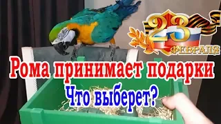 Говорящий попугай ара принимает подарок на 23 февраля. Что выберет попугай Рома?