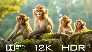 Dolby Vision 12K HDR 120fps - Beautiful Animals Of The World And Relaxing Piano Music