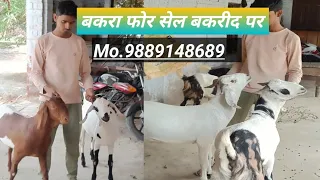 कुर्बानी के लिए बकरा फोर सेल Raju Bakra farm Sahawai Shahganj Jaunpur up 9889148689