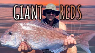 Catching Giant Snapper and Nannygai, Tasmania's waters are warming!!