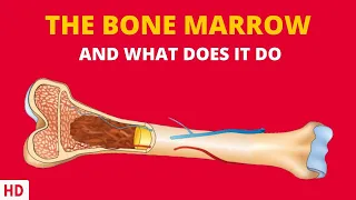 The Surprising Connection Between Bone Marrow and Your Immune System