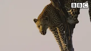 Film crew attacked by leopard | Spy in the Wild - BBC