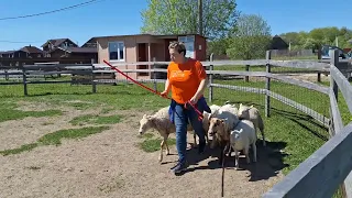 Щенки корги. Пастушья служба. Мамба - 6 месяцев. Знакомство с овечками. Часть 2.