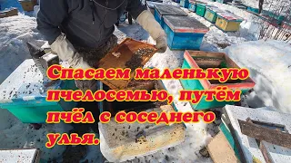 КАК МОЖНО СПАСТИ СЛАБУЮ ПЧЕЛОСЕМЬЮ, ПУТЁМ ПОДСИЛИВАНИЯ ПЧЁЛ С СОСЕДНИХ УЛЬЕВ