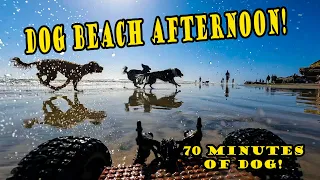 DOG BEACH MUTT MANIA! 🌴 Dog Beach San Diego with dog chases in sand and water!  [EXTENDED CUT]