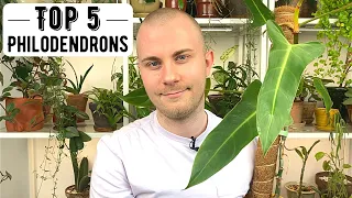 Top 5 Philodendrons