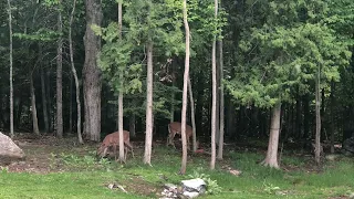 Deer out having a adventure on a Saturday morning.
