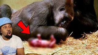 This Gorilla Gave Birth To A Human Baby