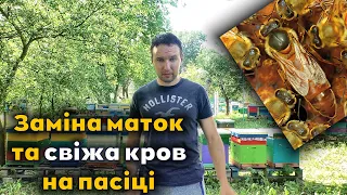 Заміна всіх маток на пасіці та примітивна селекція бджіл