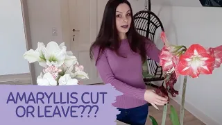 SHALL I CUT OR LEAVE AMARYLLIS FLOWERS AFTER BLOOMING. Secrets of amaryllis care after blooming