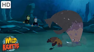 Walruses and Other Cold Climate Creatures [Full Episodes] Wild Kratts
