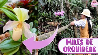 Tour por un bosque con MILES DE ORQUÍDEAS ¡No quería salir de ahí! │Candy Bu