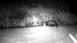 Garden Gnome Catches Opossum on Backyard Wildlife Camera