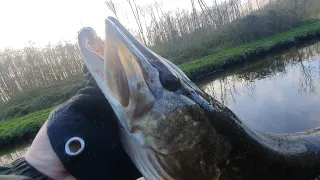 Winter Pike Fishing in the Netherlands 🇳🇱