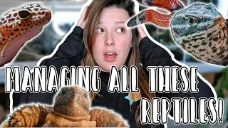 How to Care for ALOT of Reptiles // 10 Tips, Tricks, and Managing Care Routines!