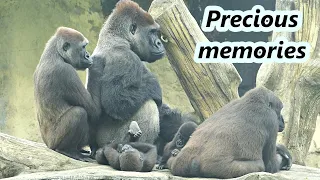 Gorilla D'jeeco family's precious memories in 2022.  Happy new year! / 大猩猩迪亞哥家族2022年的回顧 新年快樂!!