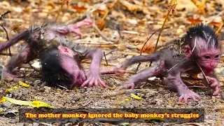 Baby monkey fell to the ground. Mother monkey eats mango without paying attention to baby monkey