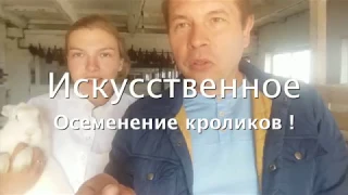 Искусственное осеменение кроликов