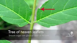 How to identify tree of heaven (Ailanthus altissima) and spotted lanternfly