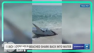 Pensacola beachgoers help shark back into water