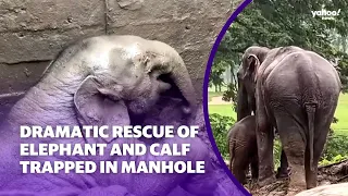 Elephant and calf saved in dramatic rescue from manhole | Yahoo Australia