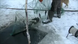 Рыбалка вентерями в январе