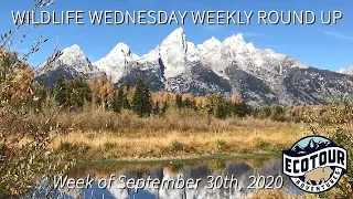 Wildlife Wednesday Weekly Round Up week of September 30th, 2020