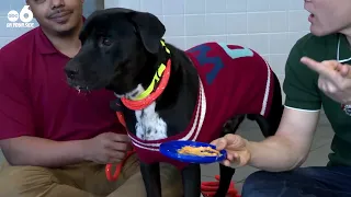 This pooch ready for a new home at the Franklin County Dog Shelter and Adoption Center