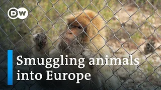 Illegal trafficking of endangered animals on the rise in Europe | Focus on Europe