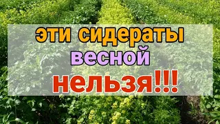 СИДЕРАТЫ ВЕСНОЙ. Какие сидераты нежелательно сеять весной. Горчица сидерат