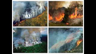 Леса горят по всему миру. Легкие планеты сокращаются.