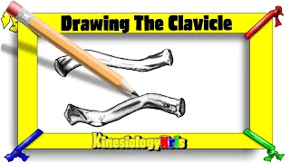 Drawing the Clavicle bone on sketchbook, Superior and Inferior views|| By: Kinesiology Kris