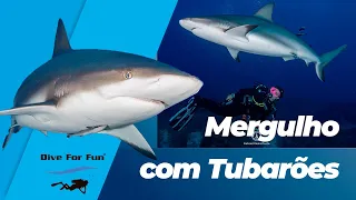 Encontro com Gigantes: Mergulho com Tubarões em Roatán Dive For Fun