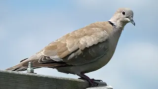 Eurasian Collared Dove Call | Bird Sounds