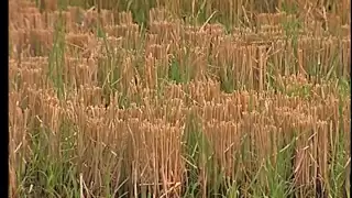 Crawfish Agriculture in the South