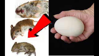 Как избавиться от мышей за 3 миллисекунды!!!
