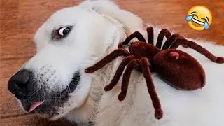 Funniest Animal Moments 2023 😂 Funniest Cats and Dogs 😺🐶 Ep 95 | Funny Pet