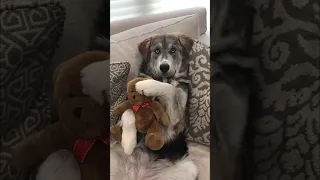 My dog is protective of his teddy bear #shorts #dogs #dogtoy