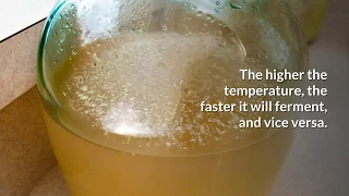 Ginger Beer Recipe in 10 STEPS | How To Make Ginger Beer  » HomeBrewAdvice.com