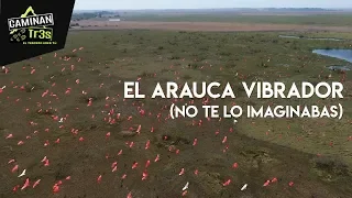 LO QUE JAMÁS TE CONTARÁN DE ARAUCA || CaminanTr3s, El tercero eres tú!!